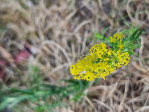 Echtes Labkraut (Galium verum) in Seubersdorf