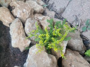 Milder Mauerpfeffer (Sedum sexangulare) in Seubersdorf
