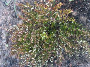 Falsches Heidekraut (Cuphea hyssopifolia) Raum Kasendorf, Oberfranken