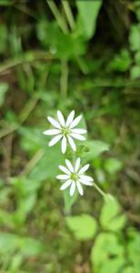 Wasser-Sternmiere (Stellaria aquatica) in Seubersdorf