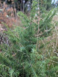 Gewöhnlicher Wacholder (Juniperus communis) in Weidach