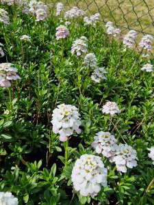 Immergrüne Schleifenblume Raum Kasendorf