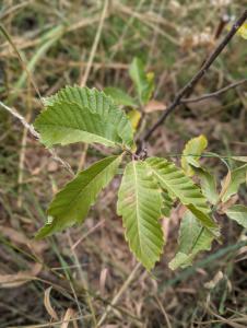 Edelkastanie (Castanea sativa) in Weidach