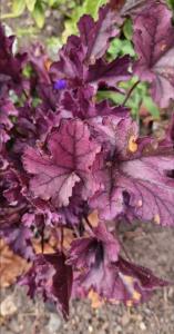 Blut-Purpurglöckchen (Heuchera sanguinea) in Berndorf
