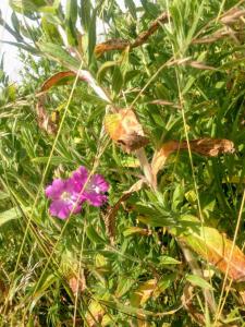 Zottiges Weidenröschen (Epilobium hirsutum) in Weidach Callenberger Forst