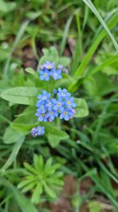Wald-Vergissmeinnicht Raum Kasendorf