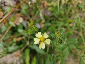 Hohes Fingerkraut (Potentilla recta) in Seubersdorf