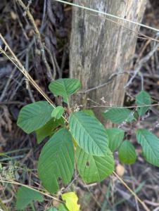 Echter Faulbaum (Frangula alnus) in Weidach