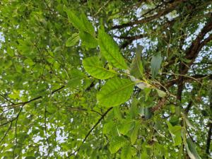Sal-Weide (Salix caprea) in Seubersdorf