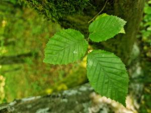 Hainbuche (Carpinus betulus) in Seubersdorf