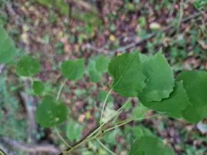 Espe (Populus tremula) in Seubersdorf