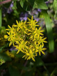 Felsen-Fetthenne (Sedum reflexum) in Weidach