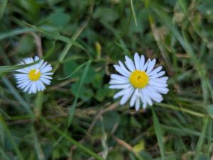 Gänseblümchen (Bellis perennis) Raum Kasendorf, Oberfranken