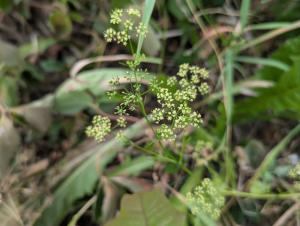 Petersilie (Petroselinum crispum) in Weidach
