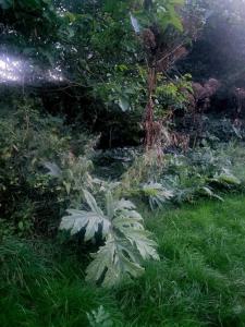 Riesen-Bärenklau (Heracleum mantegazzianum) in Seubersdorf