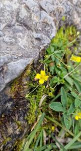 Blutwurz (Potentilla erecta) Raum Kasendorf, Oberfranken