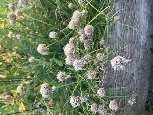 Schnittlauch Raum Kasendorf