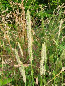 Wiesen-Lieschgras (Phleum pratense) in Hutschdorf