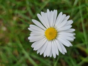 Gänseblümchen Raum Kasendorf