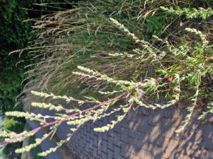 Gewöhnlicher Beifuß (Artemisia vulgaris) in Seubersdorf