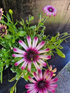 Bornholmmargerite (Argyranthemum frutescens) Raum Kasendorf, Oberfranken