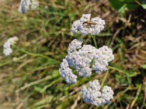 Edle Schafgarbe (Achillea nobilis) in Seubersdorf
