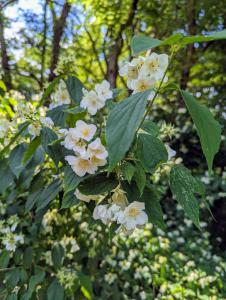 Falscher Jasmin (Philadelphus coronarius) in Weidach Callenberger Forst
