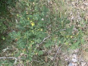 Hunds-Rose (Rosa canina) Raum Kasendorf, Oberfranken