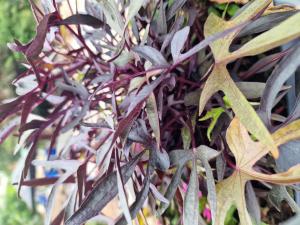 Süßkartoffel (Ipomoea batatas) Raum Kasendorf, Oberfranken