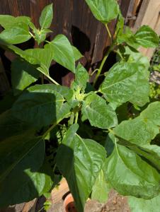 Gewöhnliche Sonnenblume Raum Kasendorf