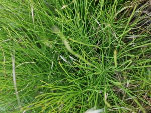 Acker-Schachtelhalm (Equisetum arvense) in Seubersdorf