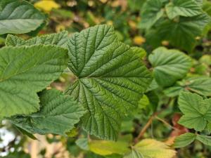 Schwarze Johannisbeere (Ribes nigrum) in Seubersdorf