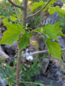 Elsbeere (Sorbus torminalis) in Weidach