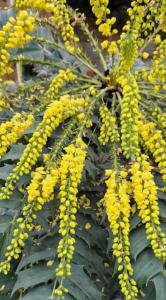 Japanische Mahonie (Mahonia japonica) Raum Kasendorf, Oberfranken