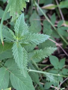 Ufer-Wolfstrapp (Lycopus europaeus) in Weidach