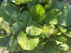 Dickblatt-Bergenie (Bergenia crassifolia) Raum Kasendorf, Oberfranken