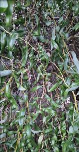 Trauer-Weide (Salix babylonica) in Seubersdorf