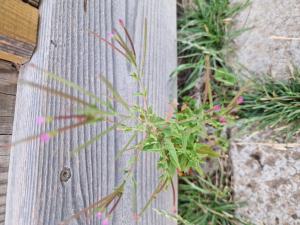 Drüsiges Weidenröschen (Epilobium parviflorum) in Seubersdorf
