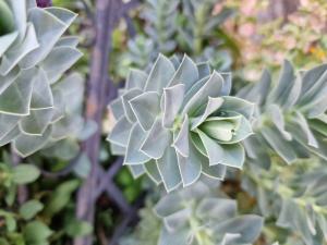 Walzen-Wolfsmilch (Euphorbia myrsinites) in Seubersdorf