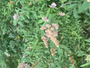 Weidenblättriger Spierstrauch (Spiraea salicifolia) in Döllnitz