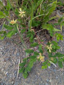 Süßer Tragant (Astragalus glycyphyllos) in Weidach Callenberger Forst