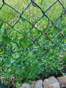 Acker-Winde (Convolvulus arvensis) in Seubersdorf