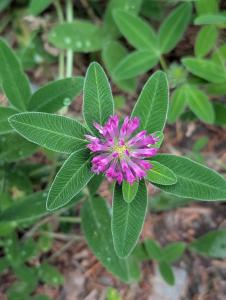 Mittlerer Klee (Trifolium medium) in Weidach Callenberger Forst