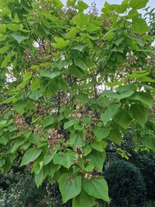 Gewöhnlicher Trompetenbaum (Catalpa bignonioides) in Seubersdorf