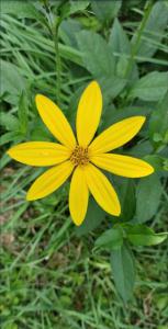Topinambur (Helianthus tuberosus) Raum Kasendorf, Oberfranken