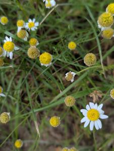 Stinkende Hundskamille (Anthemis cotula) in Bad Rodach