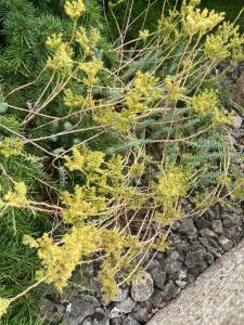 Felsen-Fetthenne (Sedum reflexum) Raum Kasendorf, Oberfranken