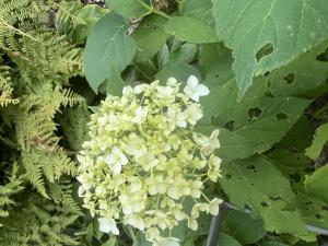 Baumhortensie (Hydrangea paniculata) Raum Kasendorf, Oberfranken