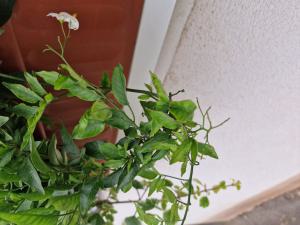 Jasmin-Nachtschatten (Solanum laxum) Raum Kasendorf, Oberfranken