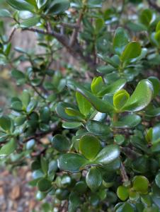 Geldbaum (Crassula ovata) in Weidach